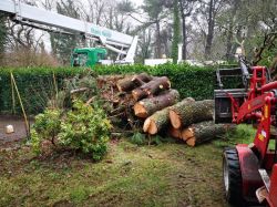 Elagage abattage arbre La Trinité sur Mer