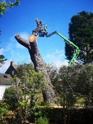 Elagage abattage arbre Quiberon