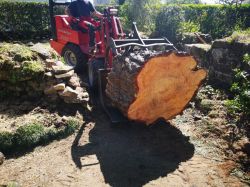 Elagage abattage arbre Carnac