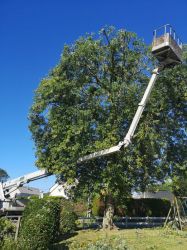 Elagage abattage arbre La Trinité sur Mer 