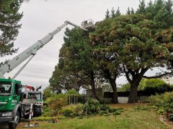 Elagage abattage arbre Vannes