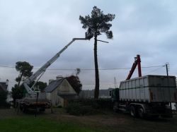 Elagage abattage arbre Quiberon