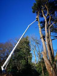 Elagage abattage arbre Carnac